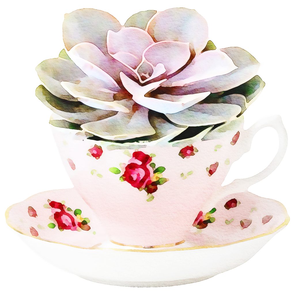 A close up image of a digitalised watercolour painting featuring a succulent planted in a dainty pink tea cup created by Seaweed & Spruce's design team.